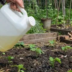 Как сделать лейку для полива из пластиковой канистры