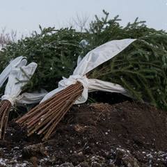Как укрыть розы на зиму в Подмосковье без дышла