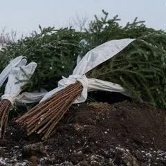Как укрыть розы на зиму в Подмосковье без дышла
